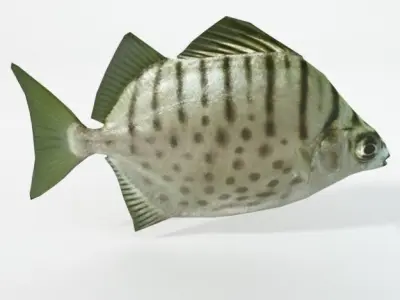 Argus fish Low-poly 3D model