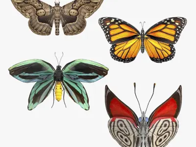 Animated Butterflies Rigged Collection for Cinema 4D 3D model
