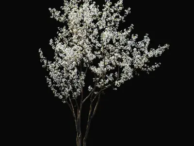  Cherry flowering Pack #1 