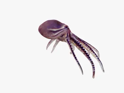 Octopus Free 3D model
