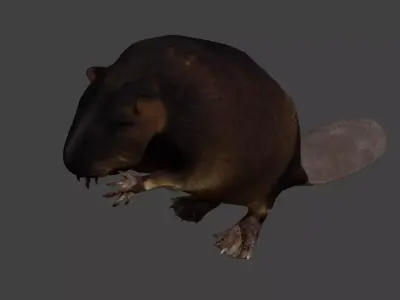 Beaver Low-poly 3D model