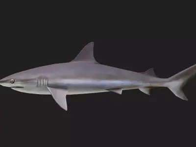 Blacknoseshark Low-poly 3D model