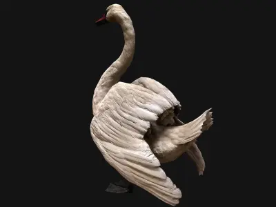 Swan Bird Low-poly 3D model purchase