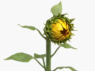 Young Sunflower Bud Bending Fur 3D model