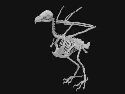 Eagle skeleton 3D model