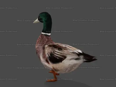 DUCK MALE ANIMATED Low-poly 3D model