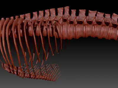 Dinosaur TRex Spine Rib Set Skeletons 3D model
