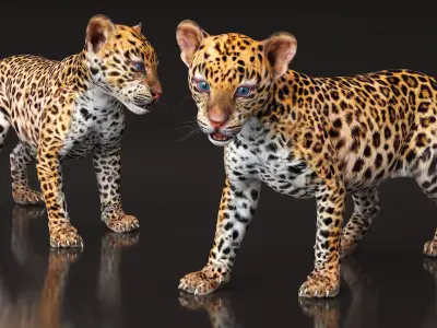 Baby Leopard Cub 3D model