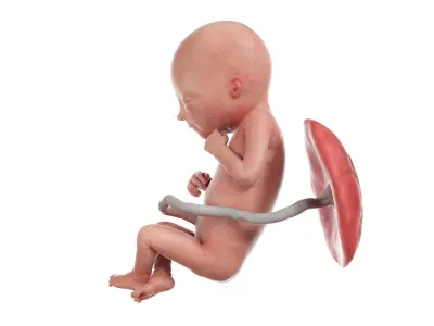 Fetus Week 18 Animated 3D model