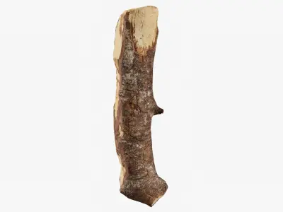 Scanned Tree Wood 06 3D model