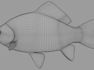 Fish Crucian Free 3D model