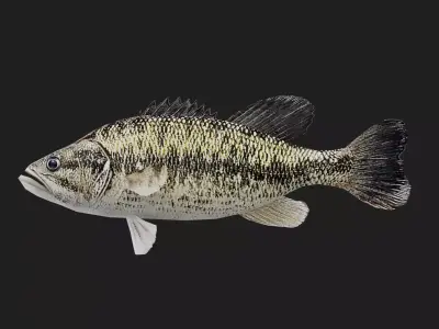 Spottedbass Low-poly 3D model