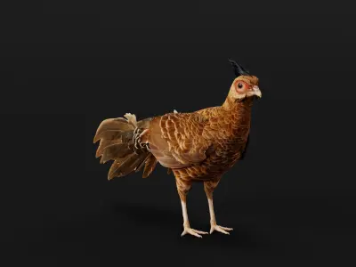 Nepal Kalij Pheasant Bird Low-poly 3D model