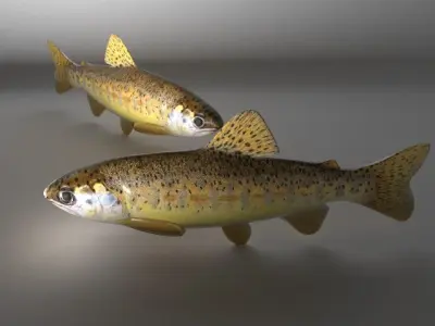 Fish Series 01 Low-poly 3D model