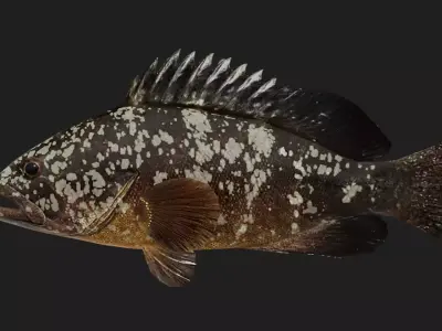 Grouper Low-poly 3D model 4