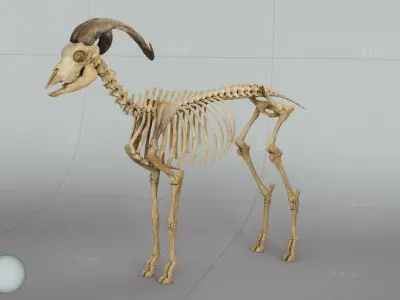 Goat Skeleton 3D model purchase