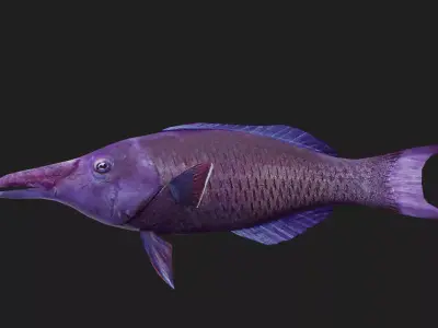 Wrasse Low-poly 3D model 12