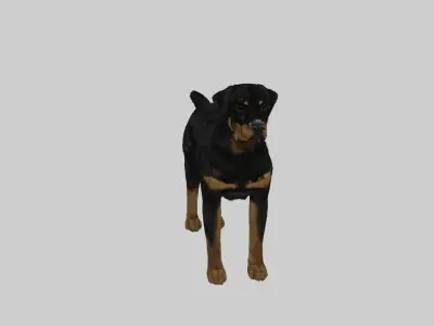 rottweiler Free 3D model