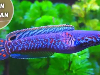 Purple Channa 3D model