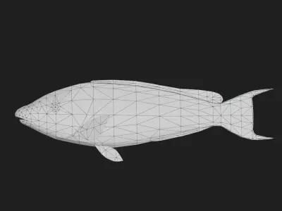 Wrasse Low-poly 3D model 15