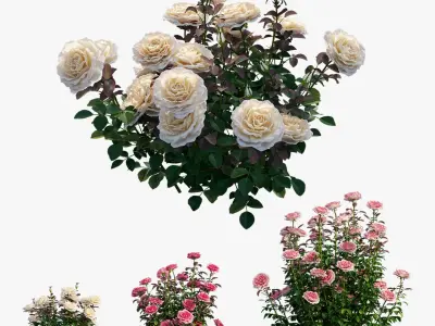 Rose plant set 211 3D model