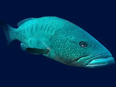 Bass Fish 3D model purchase