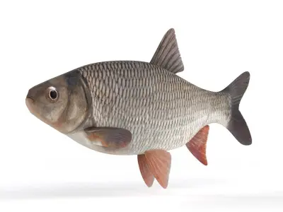 Freshwater Fish 3D model get