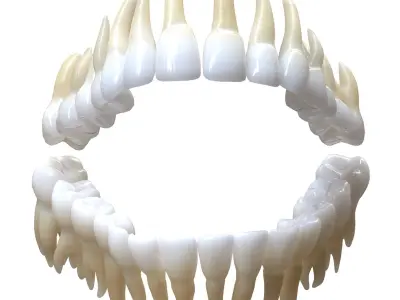 Human Mouth Teeth Tongue 3D model