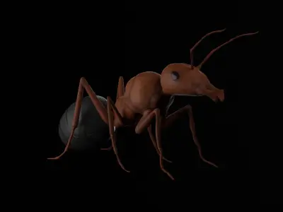 Realistic ant insect Low-poly 3D model