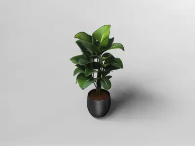 Realistic Potted Bird of Paradise Plant 3D Model 3D model
