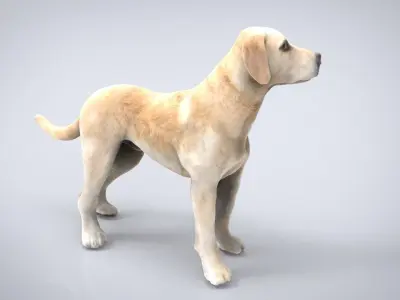 LABRADOR retriever Low-poly 3D model buy