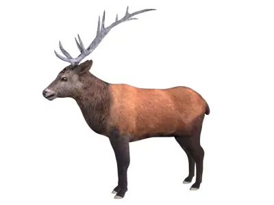 Elk Deer Low-poly 3D model