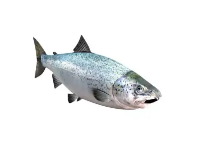 Salmon Fish White 3D model