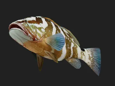 Grouper Low-poly 3D model buy