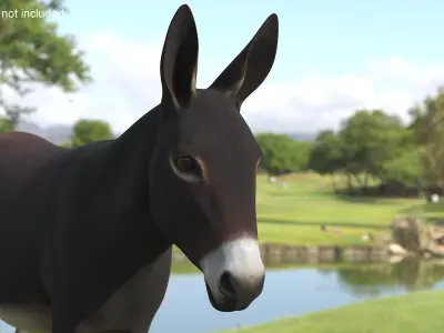  Working Donkey Standing Dark Brown 