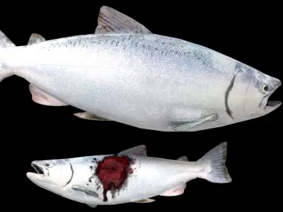 Realistic Salmon two fish with bloody mouth Low-poly 3D model