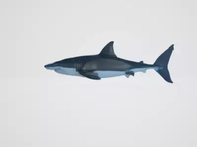 Shark 3D model purchase