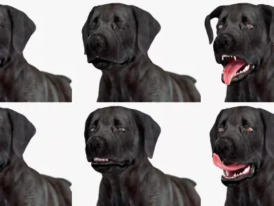 Black Begging Labrador Dog Animated Rigged for Cinema 4D 3D model