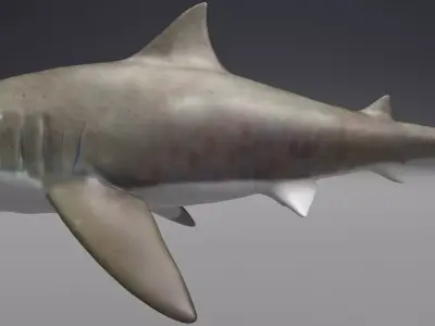 Shark 3D model Low-poly 3D model