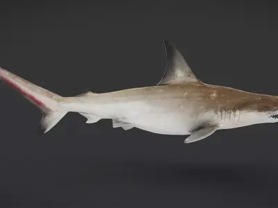 Realistic Scalloped Hammerhead Shark 3D model