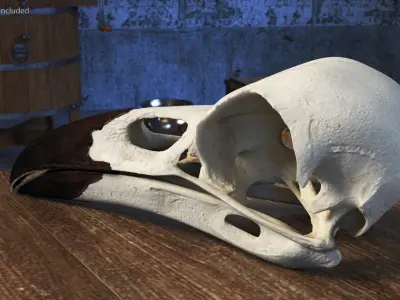  Crow Raven Skull Anatomy Model Dark Beak 