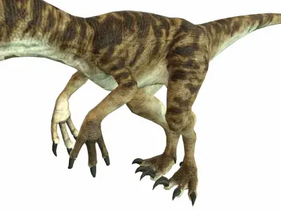 Raptor Low-poly 3D model