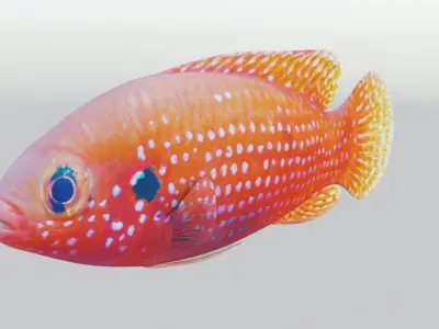 African jewel fish Low-poly 3D model