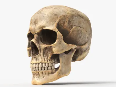 Human Skull Dirty 3D model