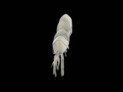Fresh Water Shrimp 3D model