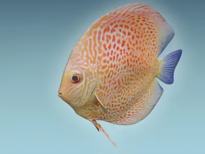 Discus Fish 2 3D model