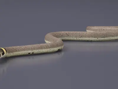 Water Snake Crawling 3D model