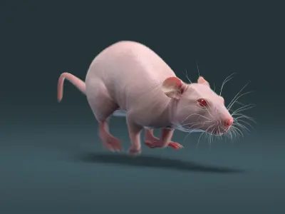 Rat Hairless Animated 