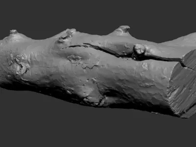 Tree trunk wood ZBrush engraving highpoly 3D model