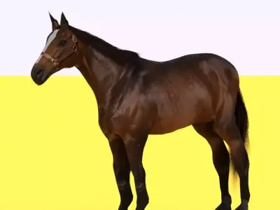 Horse 3D model 7